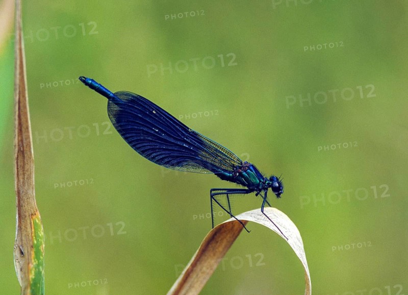 Banded demoiselle, calopteryx splendens, banded dragonfly, damselflies, dragonflies, insects, leo, dragonflies, male, odonata, zygoptera