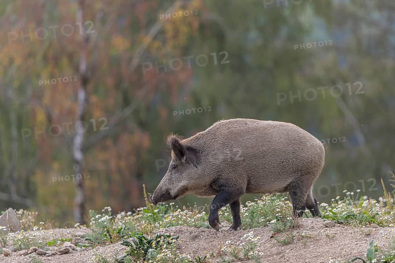 One adult wild boar or wild pig (Sus scrofa) searching for food on a flowering meadow in late afternoon light with a forest in first autumnal colours in the background