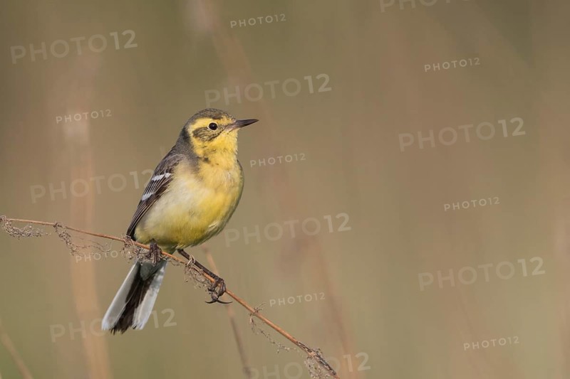 Citrine Wagtail - Zitronenstelze - Motacilla citreola ssp. citreola, Russia