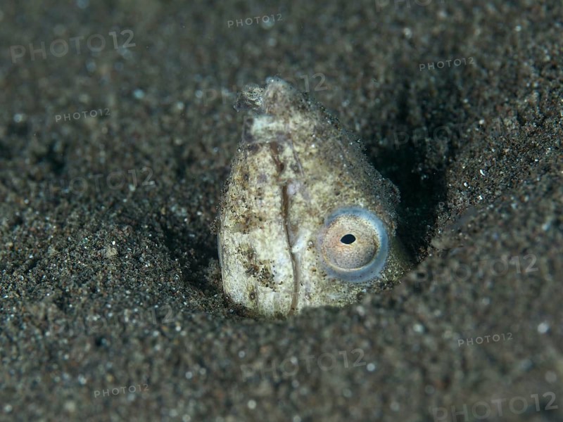 A sand snake eel (Ophichthus altipennis), also known as a snake eel, is partially buried in the sand and peering out, dive site: House Reef, Penyapangan, Bali, Indonesia