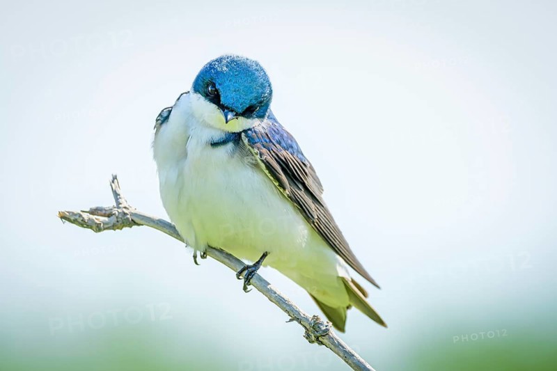 Tree Swallow, (Tachycineta bicolor), George C. Reifel Migratory Bird Sanctuary, Delta, British Columbia, Canada