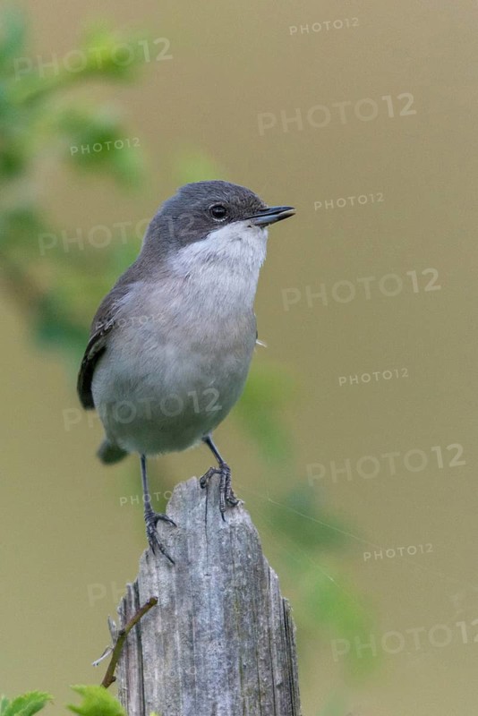 Rattleswarbler, Lesser Whitethroat, Sylvia Curruca, Birds, Garden, Garden Fence, Song, High Size, Portrait Format, Passeri, Singing, Songbirds, Birds, Warbler