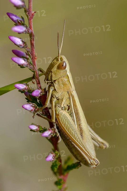 Acrididae, Caelifera, Chorthippus albomarginatus, field locusts, gomphocerinae, grasshoppers, short-feeler, white-edged grasshopper, female, grasshopper, grasshopper, high size, portrait format, insects, lesser marsh grasshopper, female