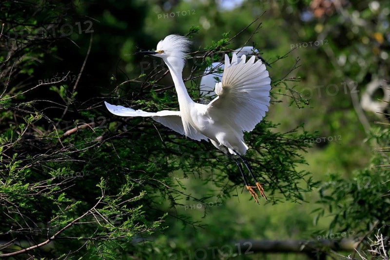 Great Egret (Egretta thula), adult, flying, St. Augustine, Florida, North America, USA