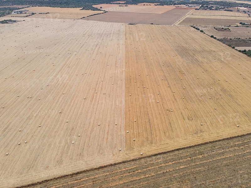 Numerous round bales lie scattered across a vast grain field on the Spanish Balearic island of Majorca. (Aerial view taken by a drone), Majorca, Spain
