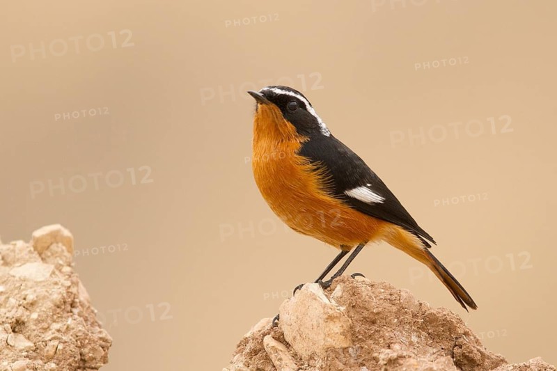 Moussier's Redstart (Phoenicurus moussieri) male, Morocco