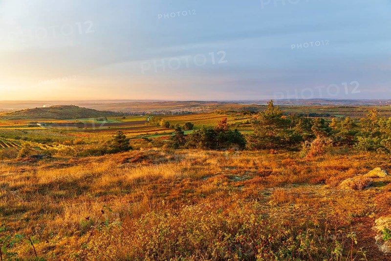 Vineyards at sunrise in Retz, Lower Austria