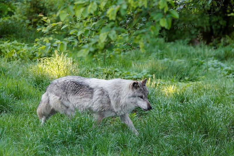 A Eurasian gray wolf (Canis lupus lupus) runs across a green meadow at the edge of the forest on a sunny day. Transylvania, Romania