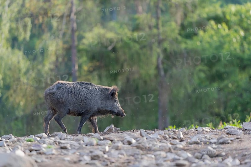 One wild boar or wild pig (Sus scrofa), standing on a hill of debris, with a forest in the background