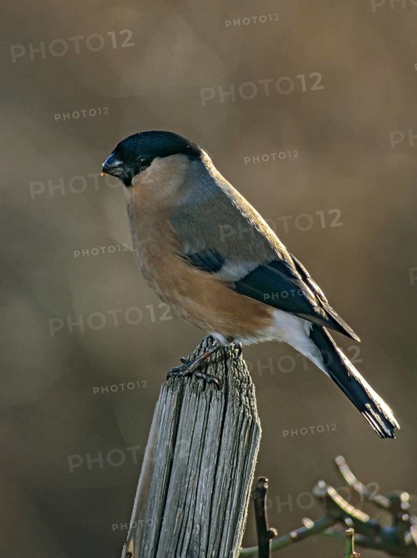 Bullfinch, Bullfinch, Pyrrhula Pyrrhula, Birds, Bullfinch, Female, Garden Fence, Garden Fence, High Size, Portrait Format, Leo, Passeri, Songbirds, Birds, Female