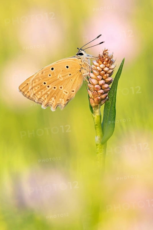 Das Weibchen vom Zahnflügel-Bläuling (Polyommatus daphnis) die Ausbuchtungen am Hinterflügel sind hier deutlich ausgeprägter als beim Männchen