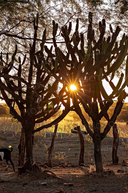 Sunlight breaks through cacti at sunset, atmospheric atmosphere, the thornshrub savanna in the Caatinga countryside in the federal states of Pernambuco and Bahia in Brazil