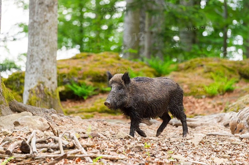 Wild boar (Sus scrofa) walking in a forest, Bavaria, Germany