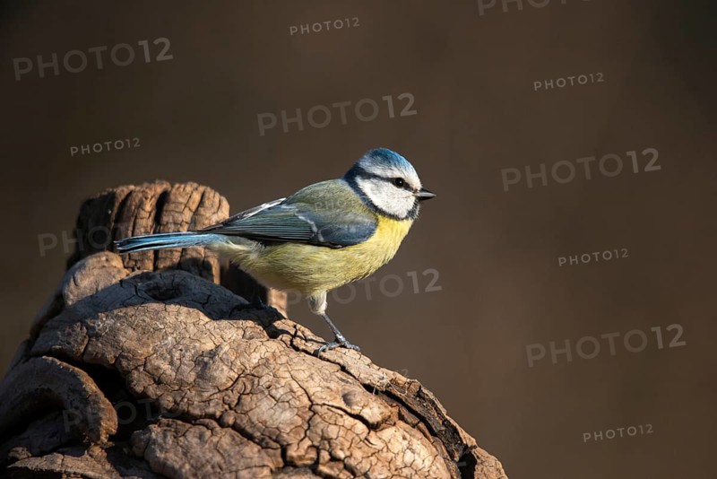 Blue tit, parus caeruleus, birds, tits, passeri, songbirds, songbirds, tits, birds