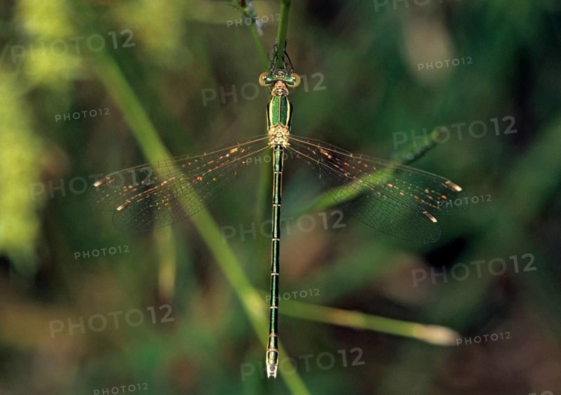 Leste Barbarus, Migrant Spreadwing, Shy Emerald Damselfly, Southern Emerald Damselfly, Damselflies, Dragonflies, Insects, Leo, Dragonflies, Odonata, Zygoptera
