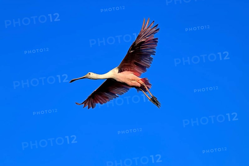 Roseate spoonbill (Platalea ajaja), adult, flying, St. Augustine, Florida, North America, USA