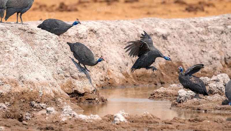 Helmeted guinea fowl (Numida meleagris), group at the waterhole, guinea fowl in flight, Nxai Pan National Park, Botswana Botswana