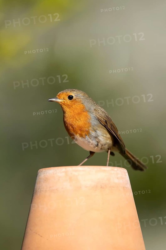 European robin (Erithacus rubecula) adult garden bird on a flower pot in summer, England, United Kingdom