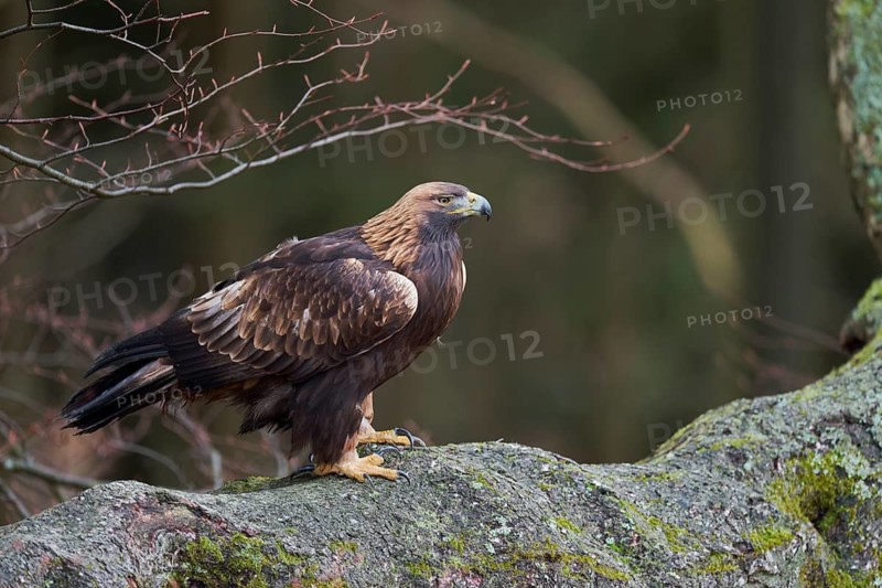 Golden eagle on a tree (Aquila chrysaetos) Bavaria, Germany