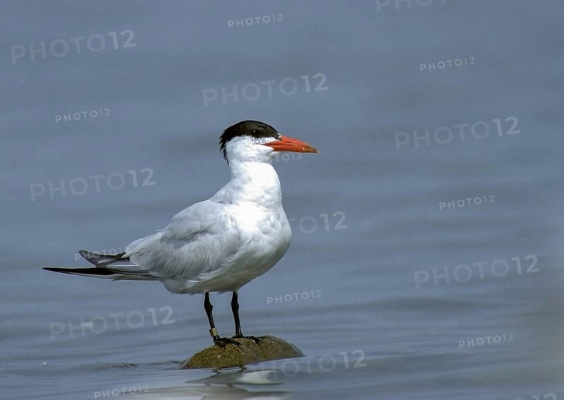Caspian tern, hydroprogne caspia, predatory tern, sterna caspia, adult, birds, charadriiformes, adult, sexually mature, leo, limikolen, tern, birds