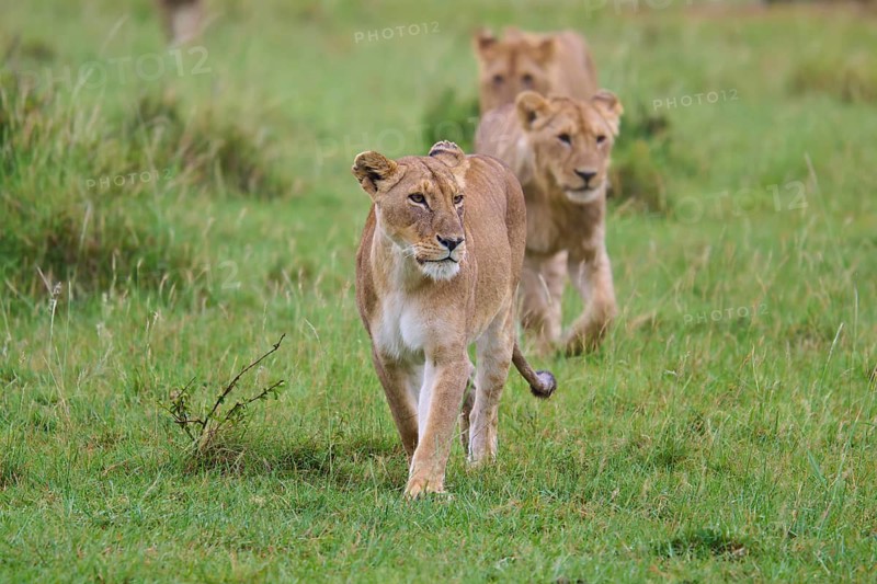 Three lions running through the green grass of the wilderness, lion (Panthera leo), Masai Mara National Reserve, Narok County, Kenya