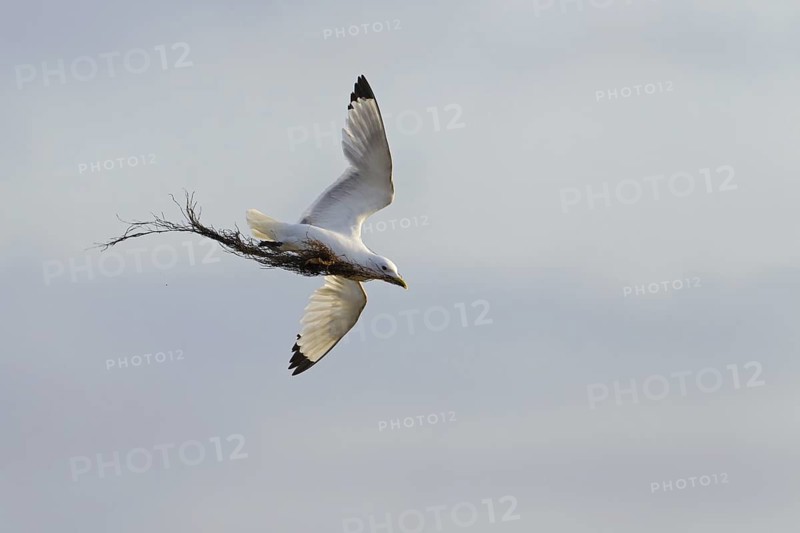 Black-legged Kittiwake (Rissa tridactyla) flying, Schleswig-Holstein, Germany