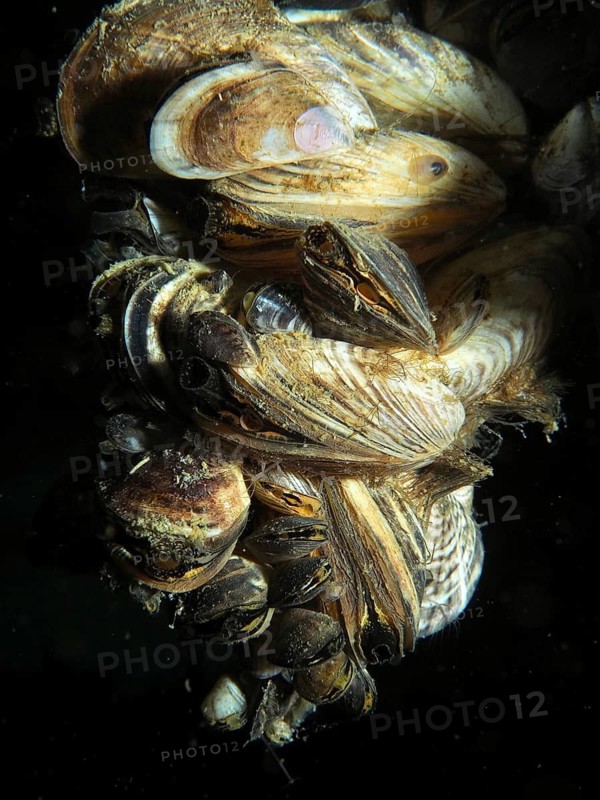 Close-up of quagga mussels (Dreissena rostriformis bugensis), an invasive species, interlocked in dark water, at the Wildsau dive site, Berlingen, Lake Constance, Switzerland, Germany