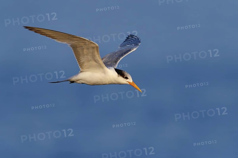 Rüppell's Tern, (Thalasseus bengalensis), (Sterne bengalensis), animals, birds, subfamily of terns, biotope, habitat, foraging, flight capture, foraging, Barr Al Hikman, Shannah, Ash Sharqiyah South, Oman