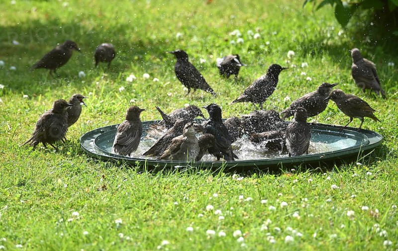 Birds gather in a pond in a green meadow, playing and cooling off in summer, starlings (Sturnus vulgaris) bathe together in a meadow, Schleswig-Holstein, Germany