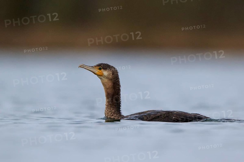 Great Cormorant (Phalacrocorax carbo), North Rhine-Westphalia, Germany
