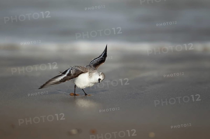 Sanderling (Calidris alba) adult wader bird in winter plumage strtching its wings on a beach, Norfolk, England, United Kingdom