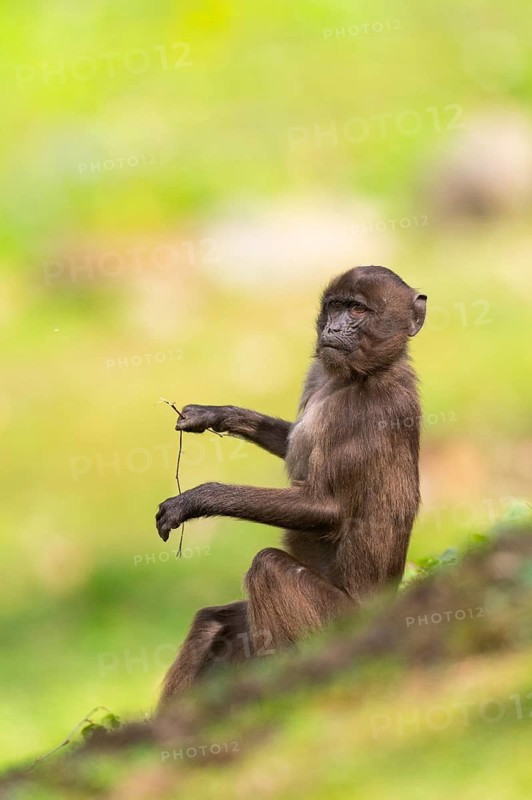 Gelada (Theropithecus gelada) youngster sitting on a meadow, captive, distribution africa