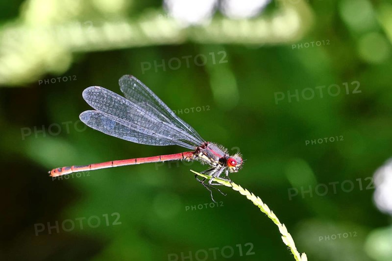 A blue-tailed damselfly (Pyrrhosoma nymphula) perched on a fern, Wilnsdorf, North Rhine-Westphalia, Germany