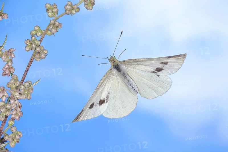 Cabbage butterfly (Pieris brassicae), in flight, high-speed nature photograph, insects, butterflies, diurnal butterflies, Siegerland, North Rhine-Westphalia, Germany