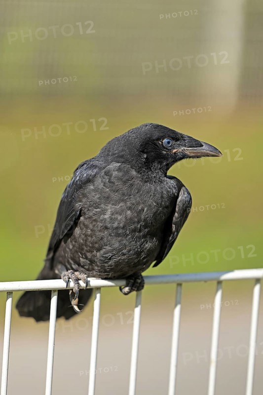 Common Raven (Corvus corone), juvenile, Fröndenberg, North Rhine-Westphalia, Germany