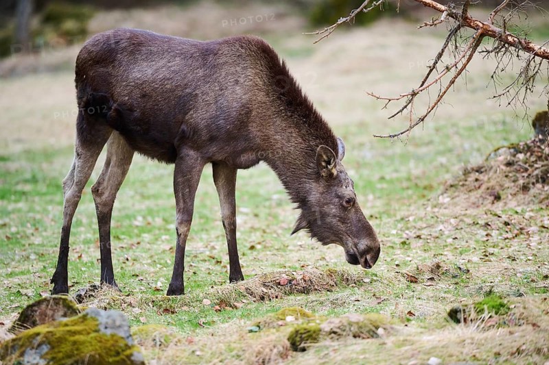 Elk (Alces alces) standing on a meadow on the edge of a forest, Bavaria, Germany