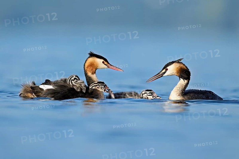 Great Crested Grebe (Podiceps Scalloped ribbonfish) pair feeding their offspring with fish, Lake Zug, Canton Zug, Switzerland