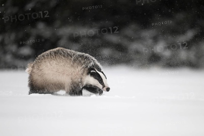 Badger in the snow, Wittlich, Rhineland-Palatinate, Germany