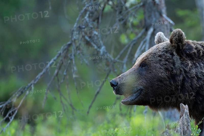 European brown bear, Karelia, Finland