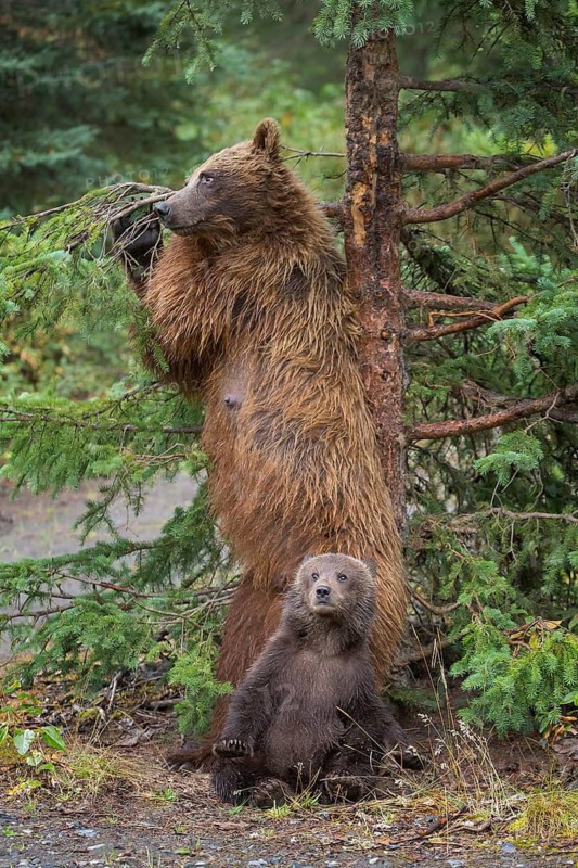 Grizzly Bear (Ursus arctos horribilis) mother with cub, British Columbia, Canada