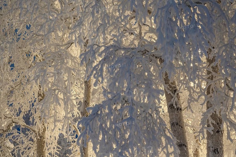 Snowy birch trees, Gällivare, Norrbotten, Lapland, Sweden, December 2023