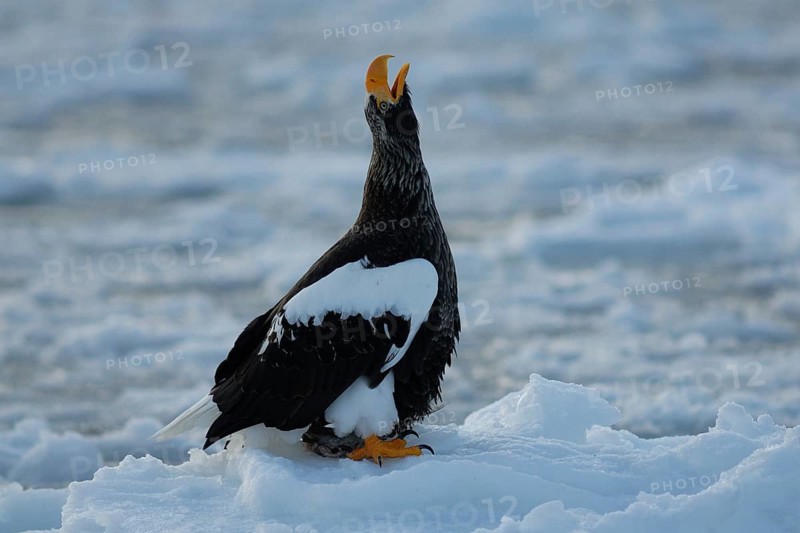 Steller's Sea Eagle (Haliaeetus pelagicus) calling, Hokkaido, Japan