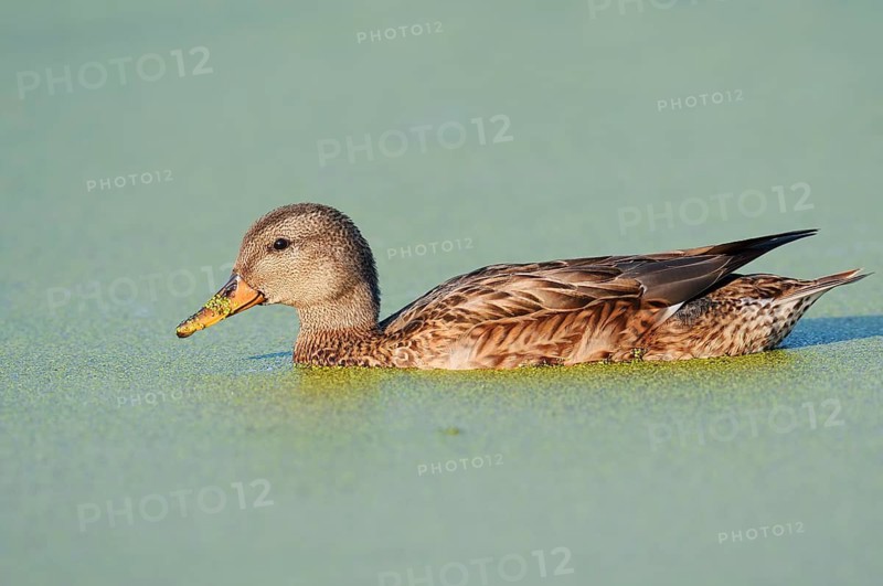Gadwall (Mareca strepera, Anas strepera), a female swimming on a pond covered with duckweed (Lemna), North Rhine-Westphalia, Germany
