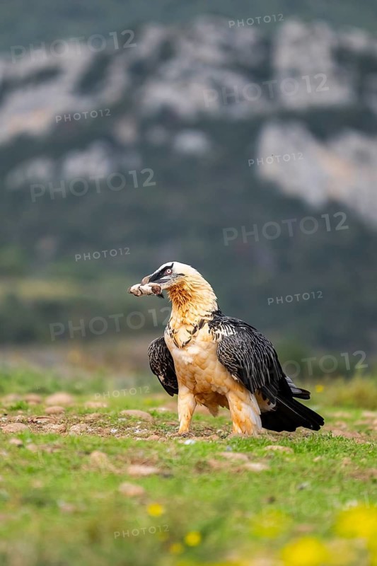Bearded Vulture (Gypaetus barbatus) adult bird with sheep bones, Pyrenees, Lleida, Spain