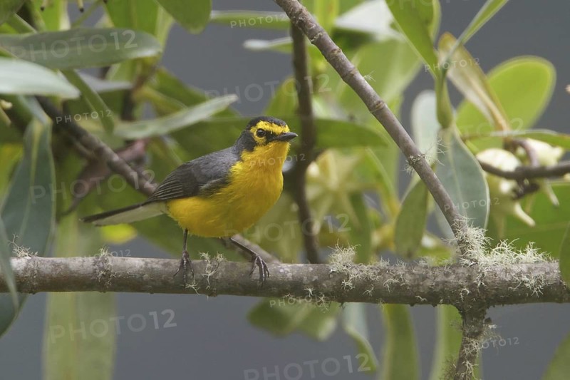 Spectacled Whitestart (Myioborus melanocephalus), Wayqecha Reserve, Peru