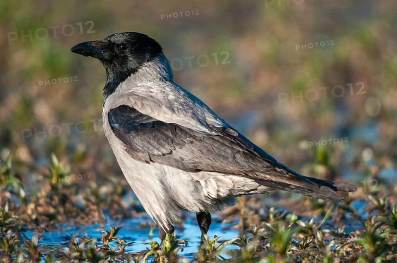 Corvus cornix, hooded crow, misty crow, bath, birds, corvidae family of birds, passeri, corvids, songbirds, watering place