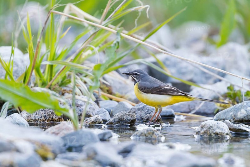 Grey Wagtail - Gebirgsstelze - Motacilla cinerea ssp. cinerea, Kazakhstan, adult male