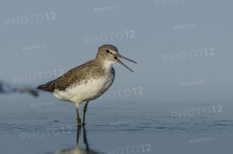 Green Sandpiper (Tringa ochropus), Schleswig-Holstein, Germany