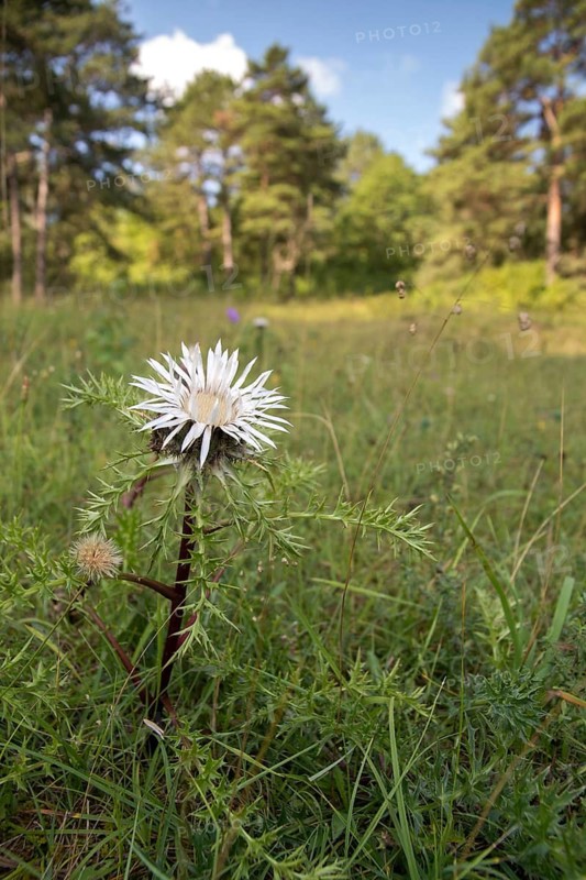 Asteraceae, carlina acaulis, boar root, Germany, daisy, nabu, natural heritage, Thuringia, wind knobs, dwarf carline thistle, flora, high size, portrait format, nature reserve, plants, silver thistle, silver thistle, stemless carline thistle