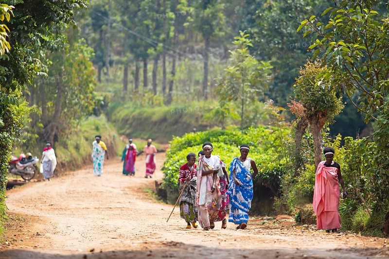 Rwandan woman, brightly dressed, on a red sandy track, blurred tea bushes in the back, southwest, Rwanda